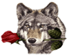 wolf wiv rose