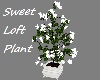 Sweet Loft Plant