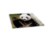 YAYA Panda 3