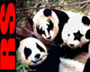 {RS}Poster Pandas Kiss