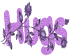 Purple Hugs Spangle Rose