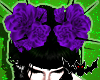   Violet Head roses