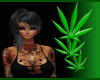 Jasmine black