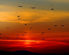 YM - BIRD/SUNSET DOME -