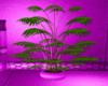pink paradise plant