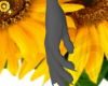Sunflower Bg🌻