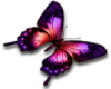 red/pink butterfly L