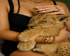 Â§ lion cub