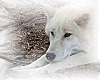 White wolf round poster1
