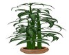 POTTED BAMBOO PLANT