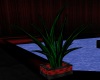 chv palm plant