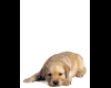 LL~Sticker Animated Dog