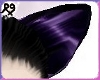 Purple Black Ears