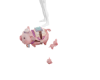 Pet Pig Cute