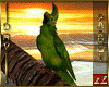 zZ Macaw Parrot + Songs