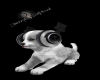 Grey DJ Puppy