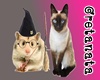 GT~Hamster Cat En