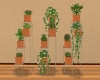 Terracotta plants