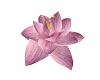 (SB) Lotus Water Flower