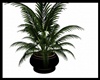 `A` Big plant