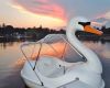 Swan boat ride