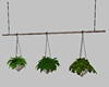 Hanging House Plants