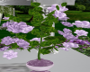 (MC)Lavender Anim Flower