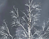 Winter Tree
