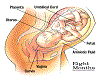 Medical Poster