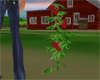 Ol' Farm Tomato plant