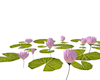 lotus/poses