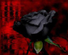 Black Rose Blood Red
