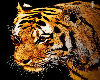 Tiger / Art