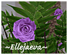 Lux Purple Rose Bush