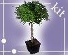 [kit]House Plant 1