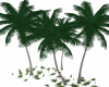 Coconut Trees