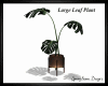 Large Leaf Plant