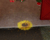 Magic Girasol