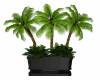 Tropical Plant *Black