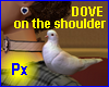 Px Dove on the shoulder