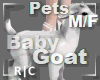 R|C Baby Goat White M/F