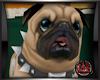 [JAX] PUG PUPPY