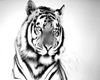 White Tiger 1