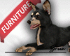 *Terrier*Dog*