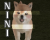 FN Dog Shiba Puppy