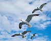 Seagulls