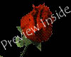 red rose