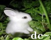 dc~ White Baby Bunny