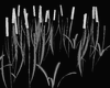 Uncolored Water Reeds