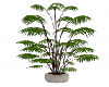 Gig-Tall Potted Palm